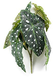artplants.de Fake trout begonia JOELLE from stick, green-white, 30cm - Faux tropical plant/Artificial Polka Dot Begonia