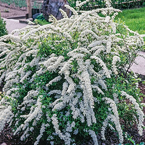 Brautspiere/Schneespiere Spiraea arguta weiße Blütendolden von April bis Mai winterhart robust