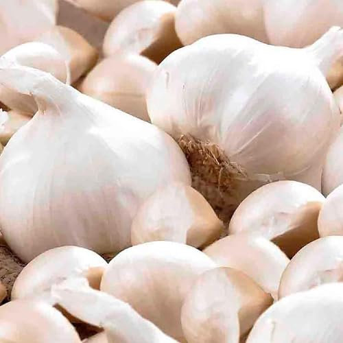 2 Pcs Garlic White Casablanca- Easy to Grow-Strong Flavor- Enjoy Home Grown Garlic Taste- for Your Beautiful Kitchen Garden