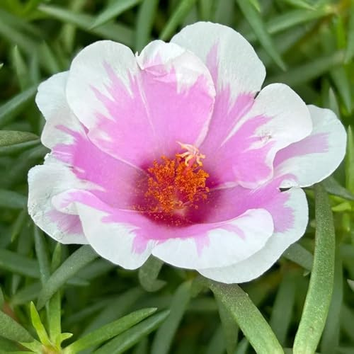 rosa Portulaca jardín de rocas de jardín interior Decoraciones exteriores Cubresuelos resistentes decoración sala estar invernaderos balcón 100semillas