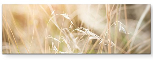 Paul Sinus Art Leinwandbilder | Bilder Leinwand 150x50cm Gras im Feld
