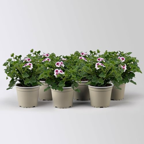 Geranie 'Angel® Lisa®', weiß-bordeaux, Topf-Ø 12cm, 6 Pflanzen