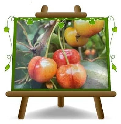 EURO PLANTS VIVAI Ciliegio Dolce Imperiale di Caserta - Pianta da Frutto Antico Portainnesto Franco su Vaso da 20 cm. - *Alyezza 150-170 cm. - 2 Anni