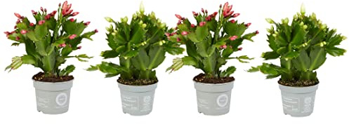 Cactus de la Navidad - Pack de 4 Plantas - Flores de Colores