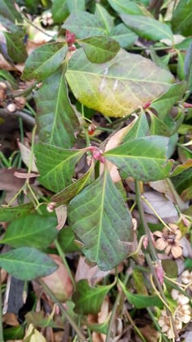 Euonymus fortunei 'Coloratus' / Fusain rampant/Conteneur de 3 à 4 litres
