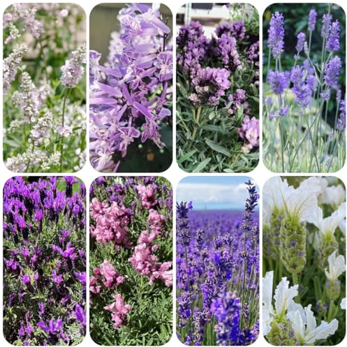 semi resistenti di lavanda da cucina da balcone lavanda primaverili, resistenti interno, 300pcs