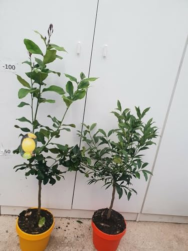 PIANTA DI LIMONE 4 STAGIONI IN VASO CM 20 COLORATO (foto reali)