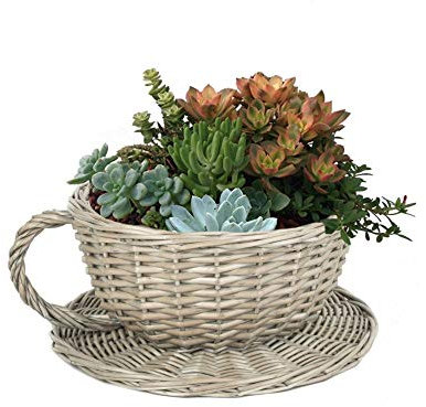 Wrenbury Tea Cup Plant Pot Basket - Antique Wash Woven Giant Teacup and Saucer Planter with Waterproof Lining Indoor Outdoor Use - Flowering Bulb Planting Seagrass