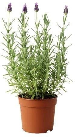 DECOALIVE Lavanda Natural Planta Aromática para el Hogar Ideal para Interior y Exterior, 8436601571434