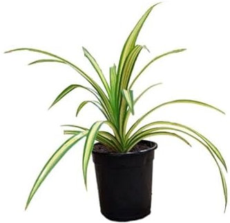 Cinta Natural Planta Fácil de Cuidar Ideal para Decorar