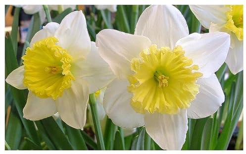 10 Ice Follies Narcissus Bulbs - Top Size Daffodil Bulbs