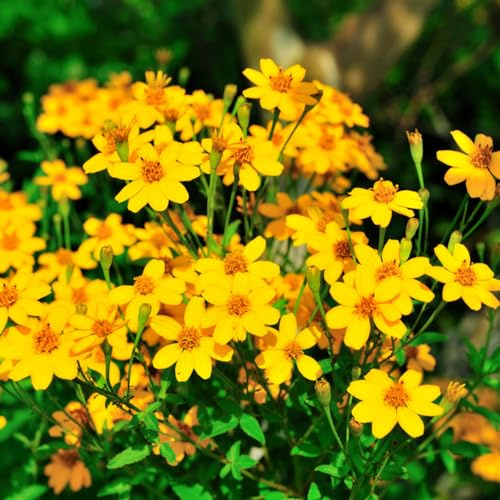 semi di calendula perenni - resistenti balcone pascolo giardino 350pcs