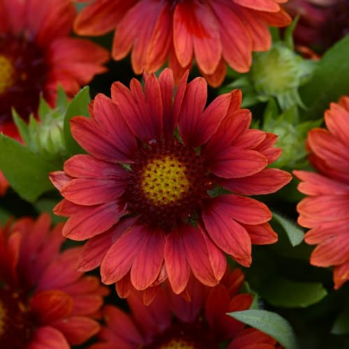 Bedwen Gaillardia 'Mesa Red' 9cm Plant x2 – Blanket Flower Red Long-Flowering Perennial for Pollinator-Friendly Gardens & Patio Pots