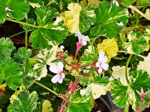 Pelargonium x fragrans 'White' / Géranium au parfum d'eucalyptus/Conteneur de 3 à 4 litres/Vivace Odorante