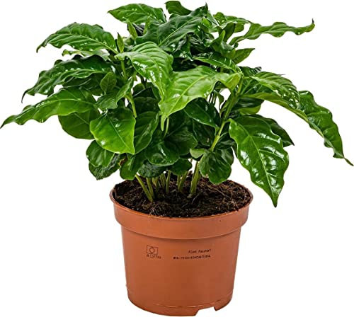 Planta del Café Natural en Maceta de 12cm Planta para la Casa