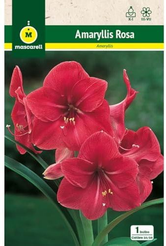 Mascarell Semillas, AMARYLLIS ROSA, Semillas Bulbosas, Bulbos de Flores Otoño/Primavera Fácil de Cultivar, Bolsa 1 Bulbo