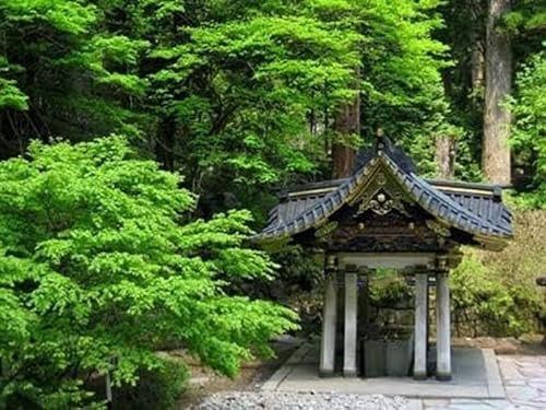 Japanische Zeder Cryptomeria japonica Sugi 10 Samen