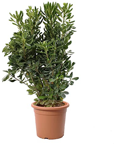KENTIS - Pittosporum Tobira - Pittosporo - Piante da Siepe Vere Sempreverdi - Pianta da Esterno Giardino Balcone Perenne - H 80-100 cm Vaso Ø 24 cm