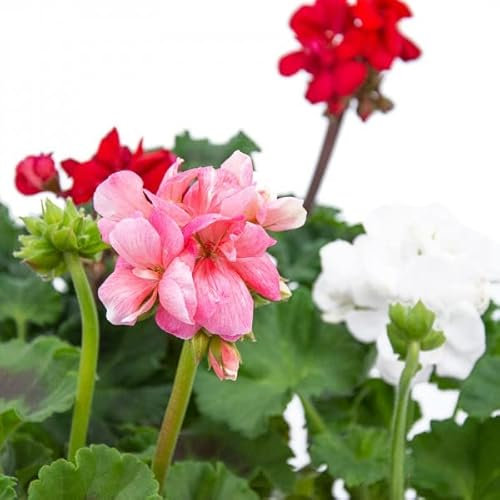 Semillas Geranio DECOALIVE Semillas de Flores de Exterior