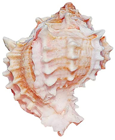 Coquillage naturel de coquille de noix de Conque， Énormes coquillages géants de conque océanique, parfaits for la décoration de mariage, les fêtes sur le thème de la plage, les décorations for la mais