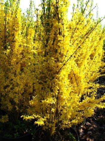 Forsythie Forsythia x intermedia Lynwood 60-100 cm hoch im 5 Liter Pflanzcontainer