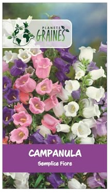 200 Semi di Campanula a Fiore Grande - Varietà 'Medium Single Flower' - Eleganti Fiori a Campana per Giardino e Aiuole.