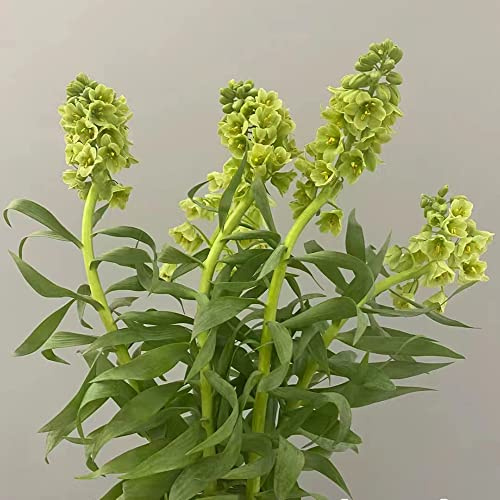 Bulbi di imperiali Crown - giardino decorazioni giardino per esterni resistenti serre balcone resistenti per giardini rocciosi giardinieri 2pcs