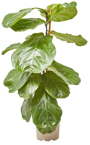 Verdecora Ficus Lyrata en maceta 3L | Ficus Hoja de Violín | Planta Verde de Interior Elegante | Hojas Grandes y Brillantes | Purificador de Aire