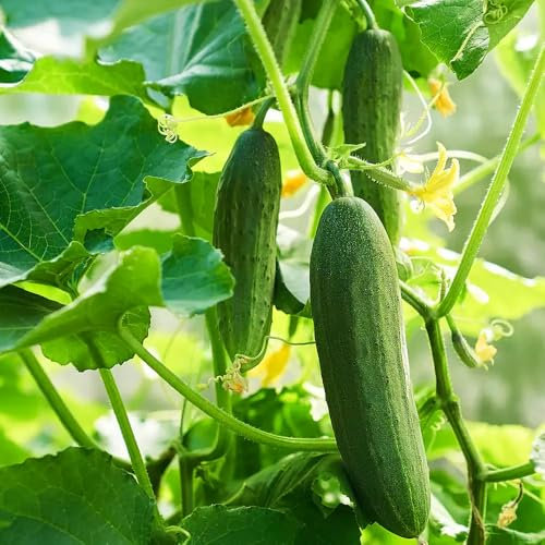 3 x Cucumber Plants – Ideal for Indoor & Outdoor Growing | Fresh Vegetable Garden Plants for Greenhouse or Patio | Large & Baby Cucumber Variety in 10.5cm Pots (F1 Femspot)