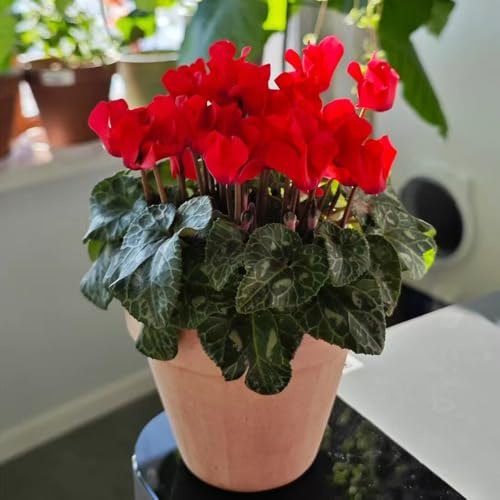 Ciclamino semi di estivi selvatici balcone decorazione del balcone giardino semi biologici decorazione precoce 350pcs