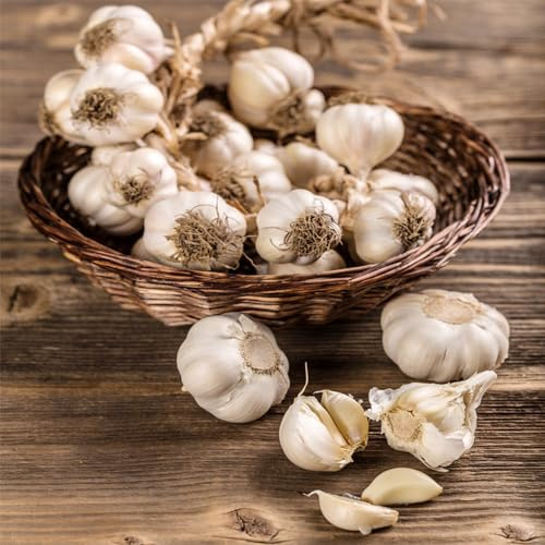 pflanzknoblauch Knoblauch - pflanztopf büropflanzen hochbeet balkon hochbeete für garten balkonpflanzen stauden winterhart mehrjährig zimmerpflanze gemüsebeet kräutergarten 2zwiebeln