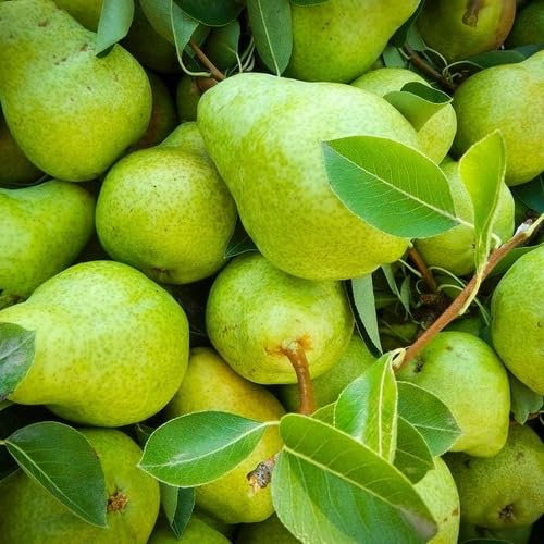 Nouveau Fesh 10 pièces graines de fruits de poire
