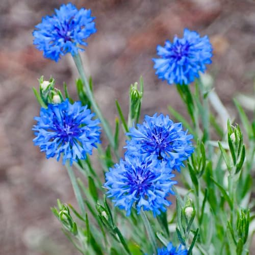 Semi di fiordaliso, perenni, resistenti in vaso decorazione giardino 1000pcs