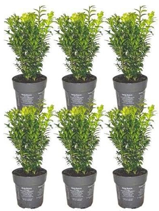 Buxus Sempervirens – vintergrön häckväxt – 6 växter – totalt 1 m längd – Ø 12 cm – 20 cm hög – lättskött trädgårdsväxt