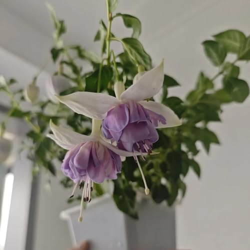 fuchsien hängend - topfpflanzen deko büro seltene steingarten outdoor rankpflanzen gewächshaus balkon hochbeet garten balkongarten bio pflanzensamen exotische zimmerpflanzen 180samen