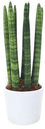 I GIARDINI DI GIULIA - Sansevieria Cylindrica “Candle” Vaso Bianco Ø8 cm H25 cm | Pianta Vera da Interno con Foglie Cilindriche Verticali | Facile da Curare e Purificante