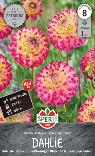 Sperli Ball-Dahlie Hapet Daydream 267730 - Robuste Dahlie mit ballförmigen Blüten in leuchtenden Farben, einer Wuchshöhe von 120 cm und Inhalt für eine Pflanze - Saatgut