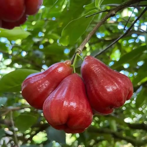 Semi di Syzygium samarangense rare da balcone colonnari da resistenti, luoghi soleggiati decorazione 100pcs