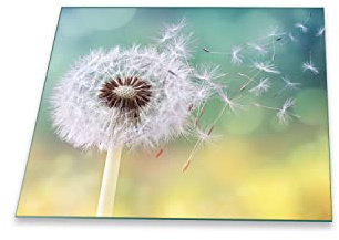 Herdabdeckplatte Abdeckung Ceranfeld Abdeckplatte Schneidebrett 1-Teilig 60x52 Pusteblume Weiss Mehrfarbig Spritzschutz Glasplatte Ceranfeldabdeckung Herdschutz Sicherheitsglas Glasschneidebrett