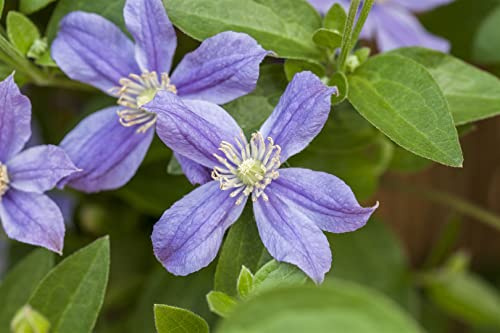 Waldrebe Clematis integrifolia Arabella 80-100 cm winterhart | Blaue Blüten, lange Blütezeit, für Rankgitter und Zaun, sonnig bis halbschattig, robust, ideal als Bodendecker
