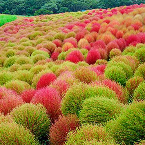 Welldales 50 Burning Bush Shrub Seeds Green & Red Self Seeding Ornamental Grasses to Plant