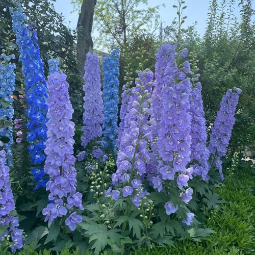Semillas de espuela de caballero - exóticas, resistentes perennes raras, balcón jardín 550pcs