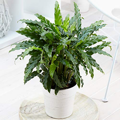 Calathea Rufibarba Blue Grass | Korbmarante 30-40 cm mit Topf | Zimmerpflanze zu Kaufen