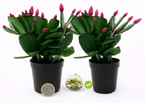 POWERS TO FLOWERS - RHIPSALIS VIOLA MICRO IDEALE PER TERRARIUM, 2 PIANTE, NATALINA, PASQUALINA, VASO 5,5 CM, pianta vera