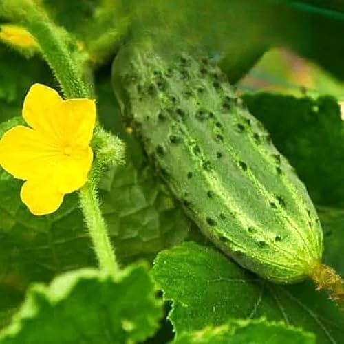 Gherkin Cucumber 'Zefir' F1-30 Seeds + Freebie + Plant Tag - Cucumis sativus
