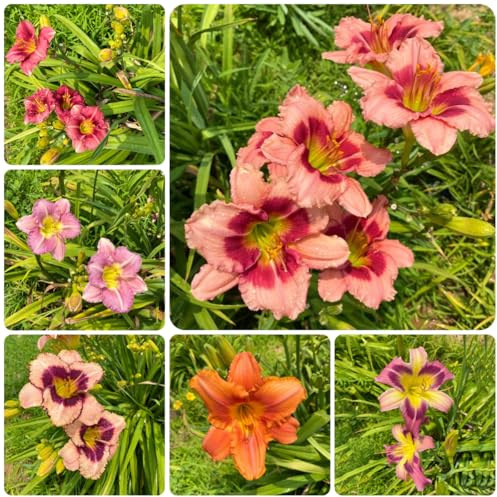 taglilien winterhart - mehrjährig garten 30samen