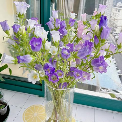 semi di campanula - resistenti, esterno giardino esotiche, balcone 300pcs