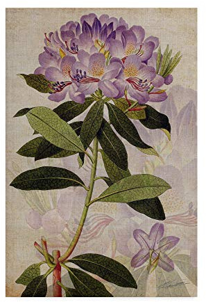 Trademark Fine Art Rhododendron Ii by John Butler, 16x24-Inch