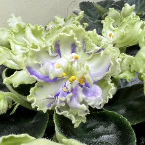 usambaraveilchen, gartenblumen, zimmerpflanzen usambaraveilchensamen, seltene balkonpflanzen winterhart 15pcs