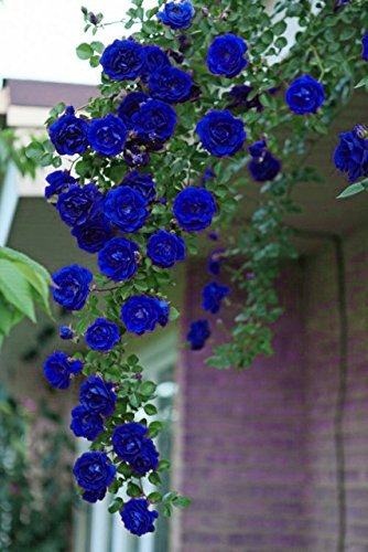 ChinaMarket 100Pcs Blu rose rampicanti Semi, piante rampicanti, semi di fiore cinese semi di fiore